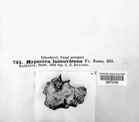 Hypomyces luteovirens image